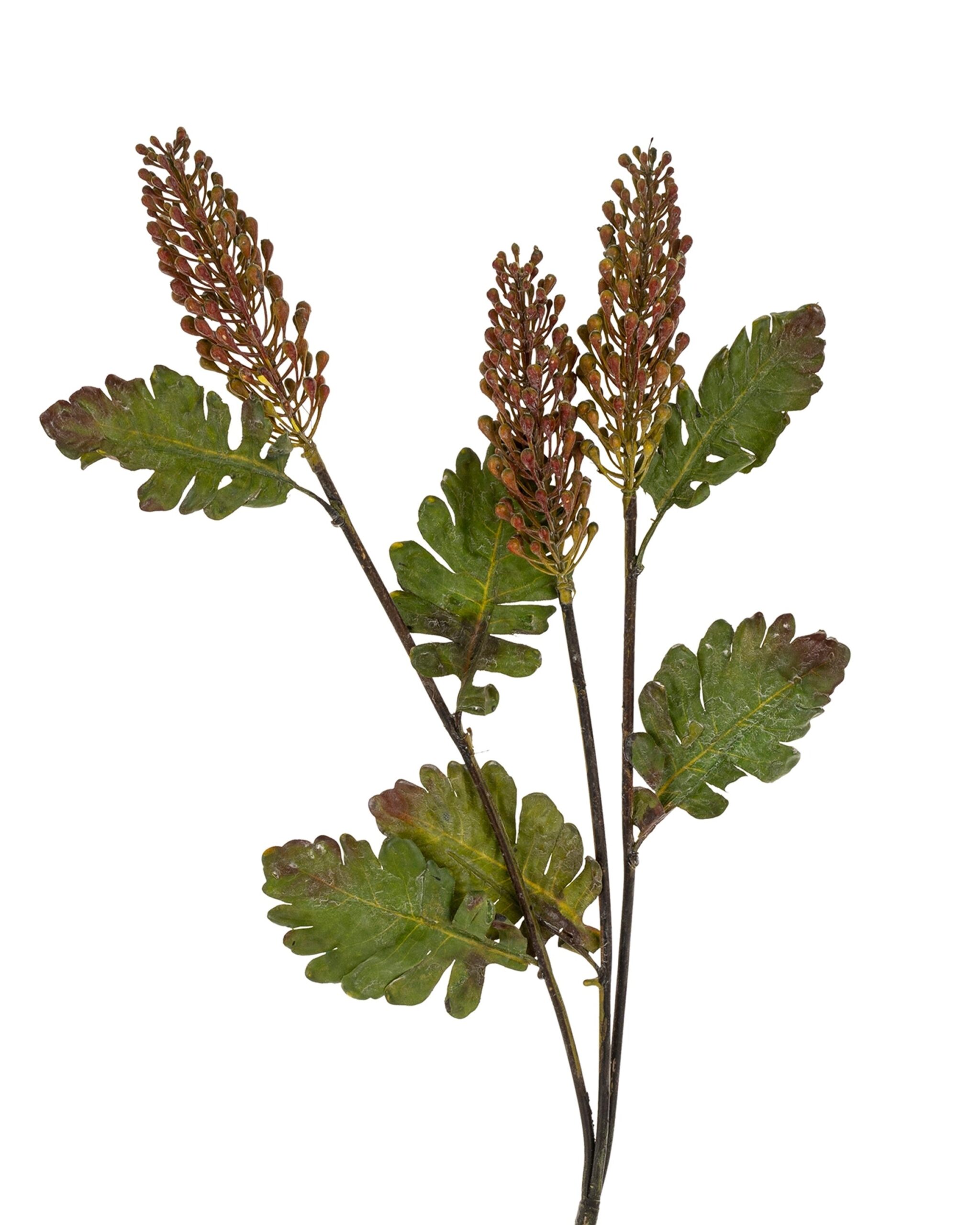 astilbe-spray