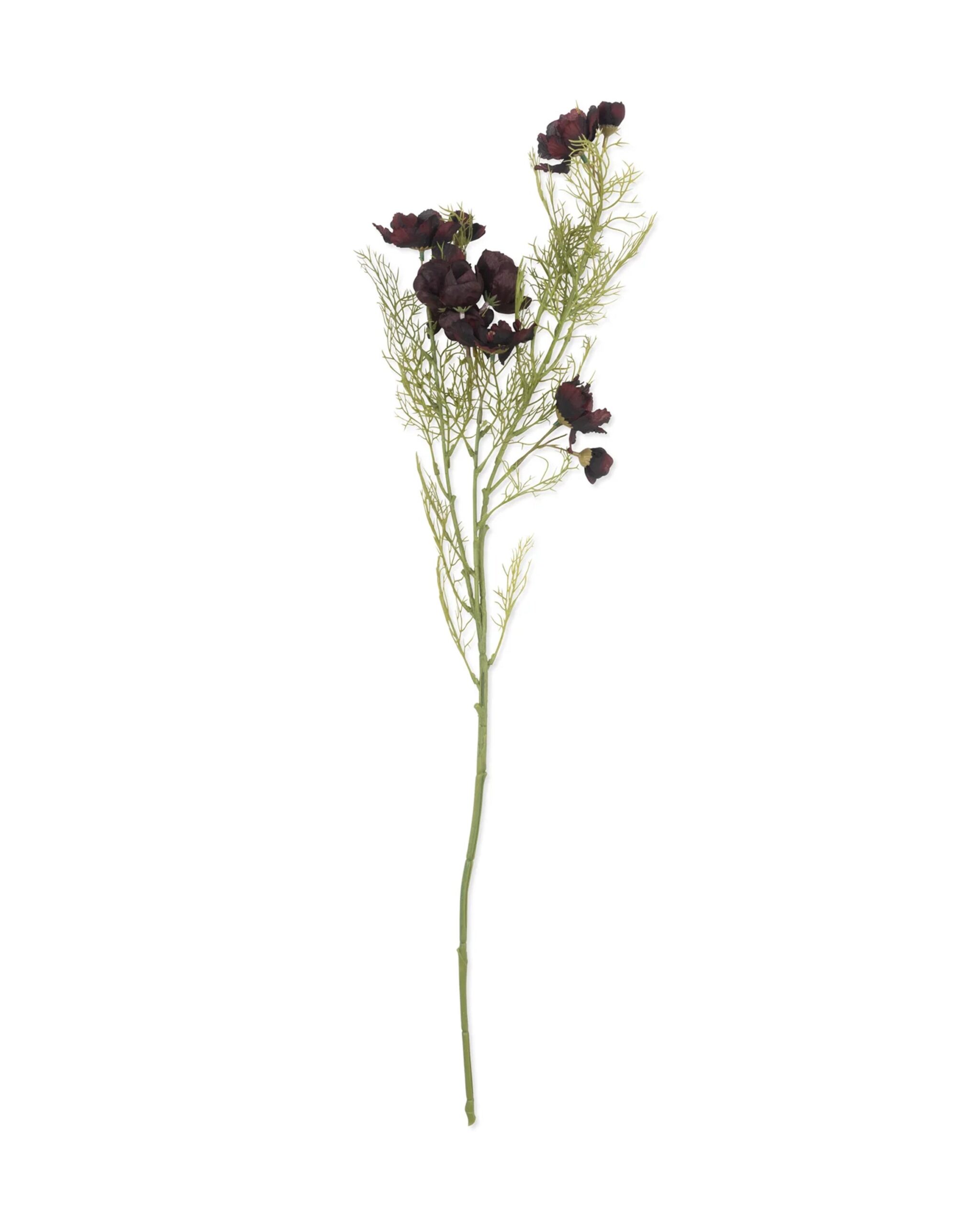 cosmos-burgundy
