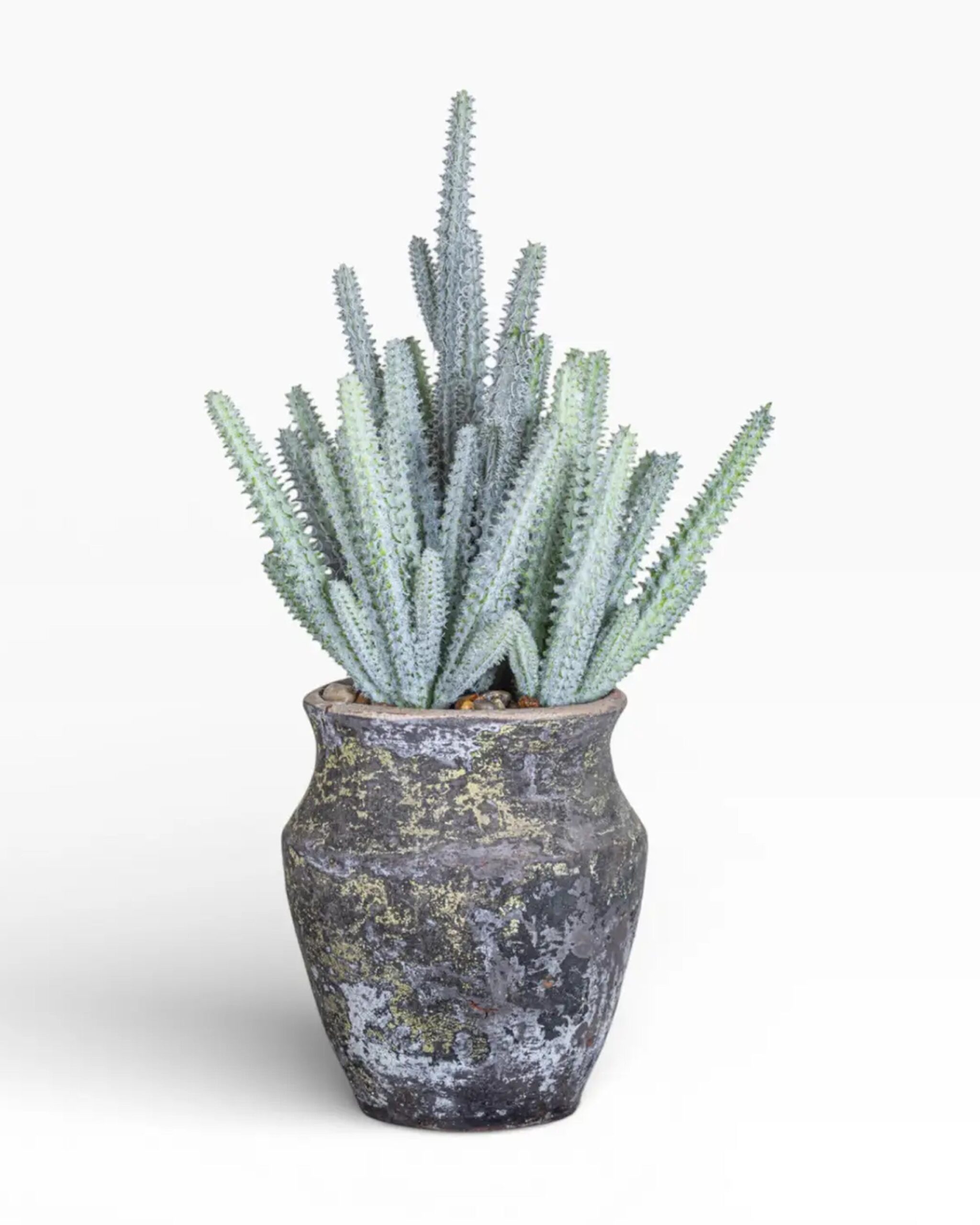titan_pot_cactus