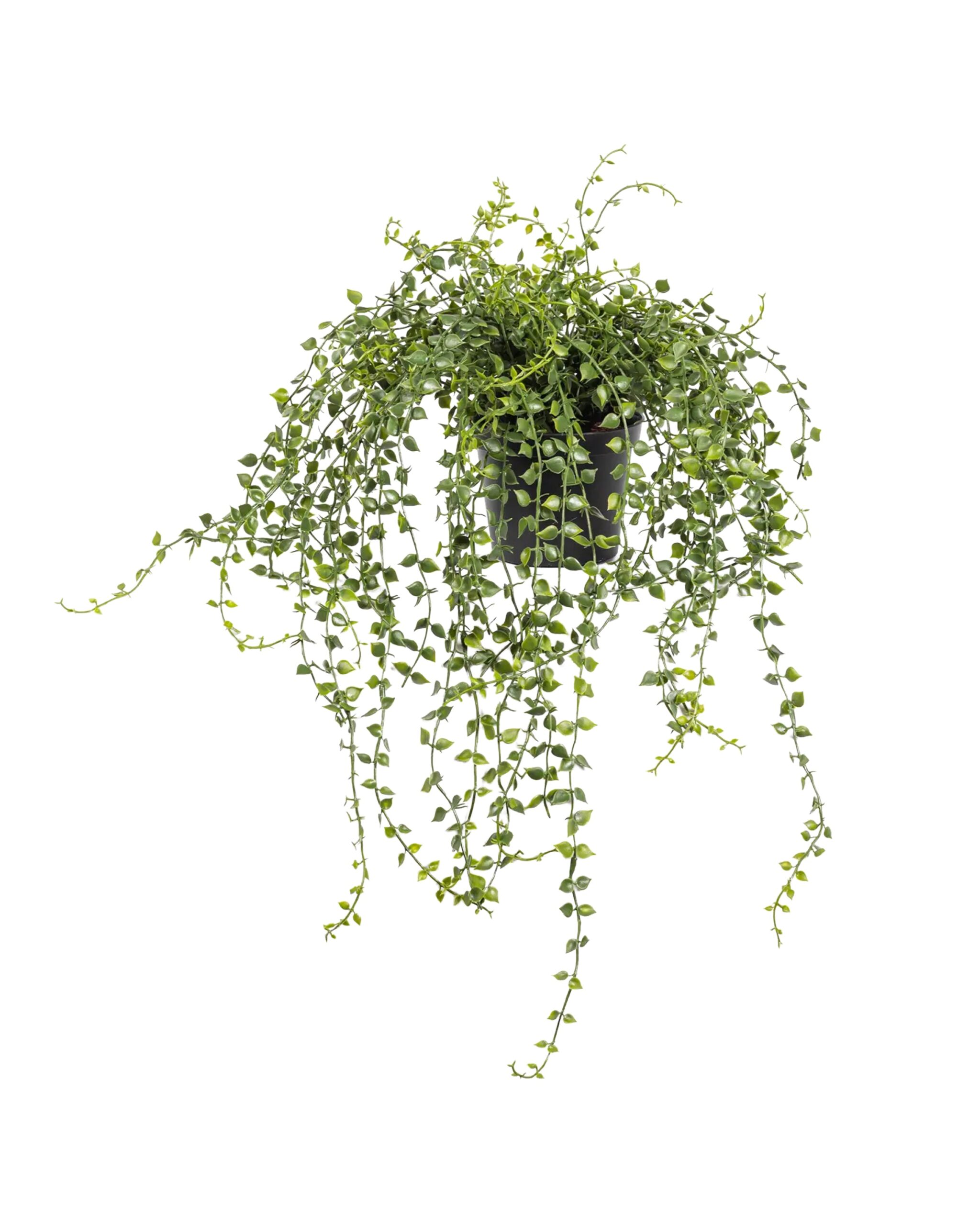 turtle_vine